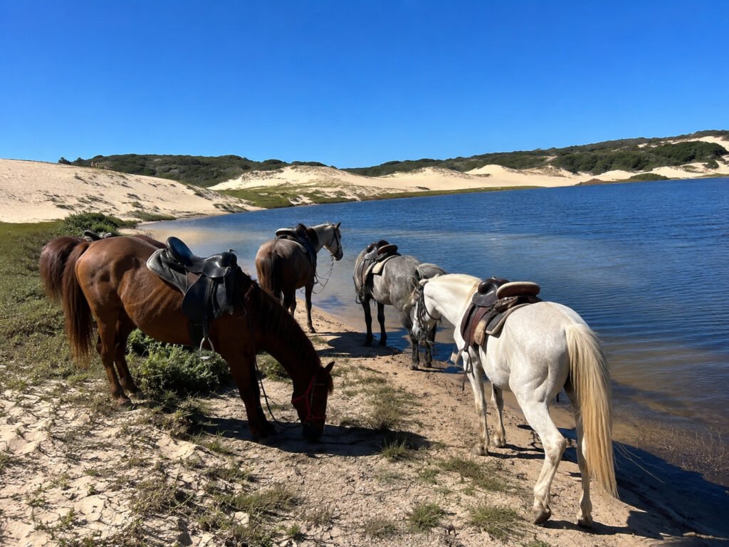 Cavalos descansando às margens da lagoa nas Dunas dos Lençóis do Peró em Búzios.
